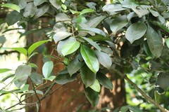 Chionanthus mala-elengi subsp. mala-elengi